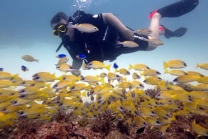 Blue World Explorer Adventures :PadiOpenWaterDiverCourse (cours de plongée en eau libre)