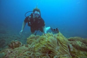 Blue World Explorer Adventures :PadiOpenWaterDiverCourse (cours de plongée en eau libre)