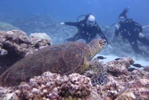 Blue World Explorer Adventures :PadiOpenWaterDiverCourse (cours de plongée en eau libre)