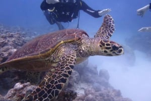 Blue World Explorer Adventures :PadiOpenWaterDiverCourse (cours de plongée en eau libre)