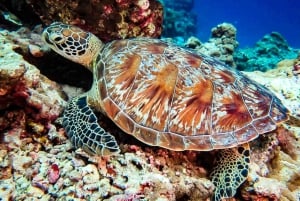 Blue World Explorer Adventures :PadiOpenWaterDiverCourse (cours de plongée en eau libre)