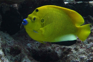 Blue World Explorer Adventures :PadiOpenWaterDiverCourse (cours de plongée en eau libre)