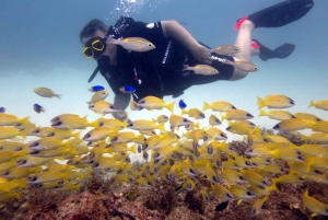 Blue World Explorer Adventures :PadiOpenWaterDiverCourse (cours de plongée en eau libre)