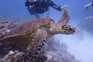 Blue World Explorer Adventures :PadiOpenWaterDiverCourse (cours de plongée en eau libre)