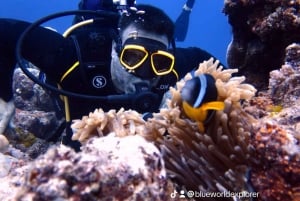 Blue World Explorer Adventures :PadiOpenWaterDiverCourse (cours de plongée en eau libre)