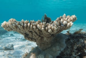 Crociera in catamarano a Mauritius sulle coste settentrionali
