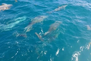 Croisière en catamaran à l'île Maurice : Découvrez les 5 îles du sud-est