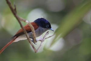 Chamarel Forest, Sugar Restaurant en Le Morne Escape