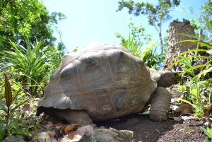 Chamarel Forest, Sugar Restaurant en Le Morne Escape