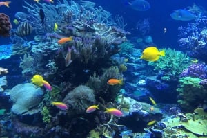 Excursión privada de snorkel de 2 horas en Coin de Mire