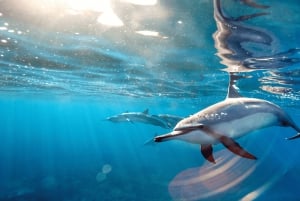 Découvrez l'île Maurice : Observation des dauphins, plongée en apnée, déjeuner barbecue