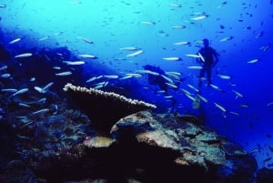 Discover Scuba diving in the North of Mauritius