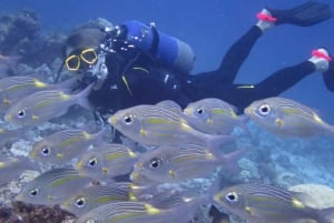 Discover Scuba diving in the North of Mauritius