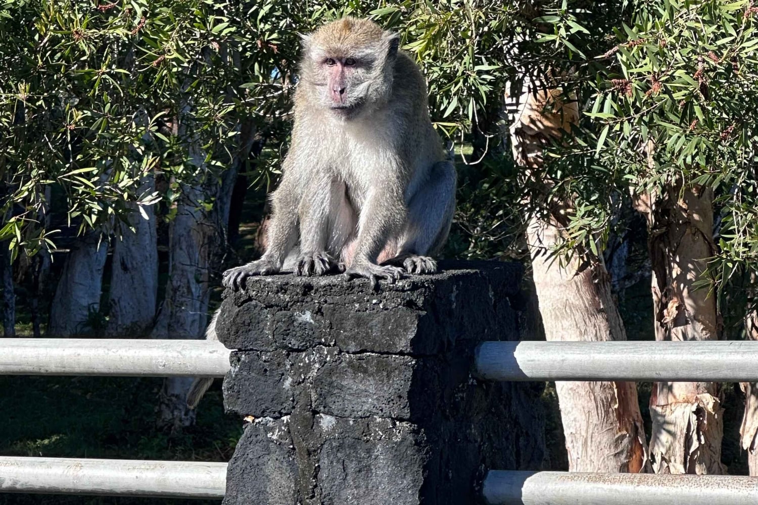 Discover the southwest part of mauritius like a vip