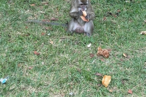 Discover the southwest part of mauritius like a vip