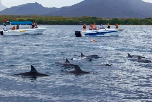 Dive into the Ultimate Dolphin Experience in Mauritius
