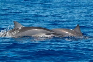 Rencontre avec des dauphins sauvages et plongée en apnée - Ile Maurice.