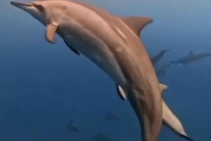 Rencontre avec des dauphins sauvages et plongée en apnée - Ile Maurice.