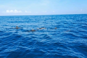 Rencontre avec des dauphins sauvages et plongée en apnée - Ile Maurice.