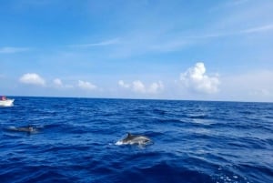 Rencontre avec des dauphins sauvages et plongée en apnée - Ile Maurice.