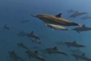 Rencontre avec des dauphins sauvages et plongée en apnée - Ile Maurice.