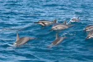 Rencontre avec des dauphins sauvages et plongée en apnée - Ile Maurice.