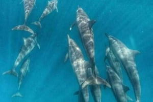 Rencontre avec des dauphins sauvages et plongée en apnée - Ile Maurice.