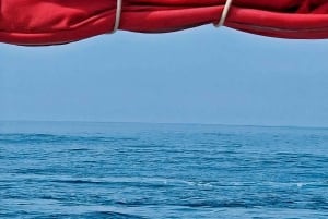 Rencontre avec des dauphins sauvages et plongée en apnée - Ile Maurice.