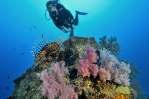 Diving in the North with Blue World Adventures