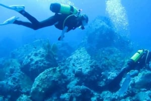 Diving in the North with Blue World Adventures