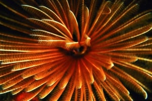 Diving in the North with Blue World Adventures