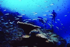 Diving in the North with Blue World Adventures