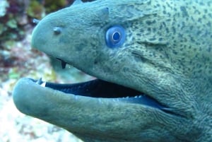 Diving in the North with Blue World Adventures