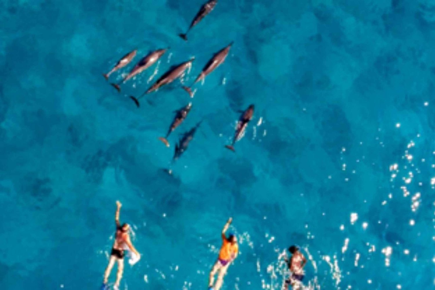 Nadar con delfines para amantes de la naturaleza en la costa oeste