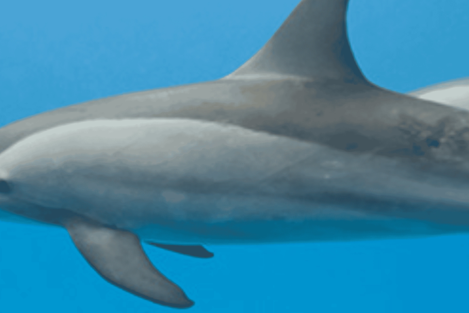 Nuota con i delfini sulla costa occidentale: un'esperienza per gli amanti della natura