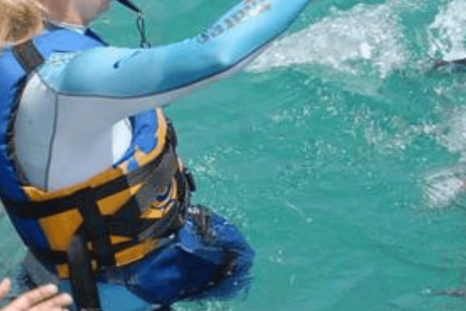 Nuota con i delfini sulla costa occidentale: un'esperienza per gli amanti della natura