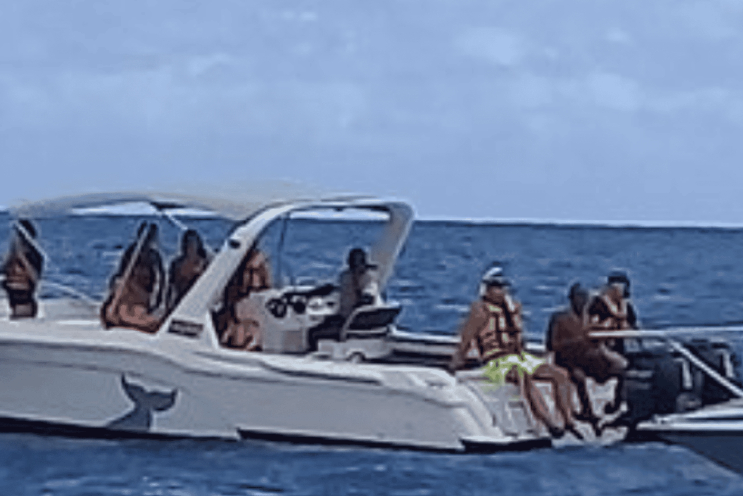 Nuota con i delfini sulla costa occidentale: un'esperienza per gli amanti della natura