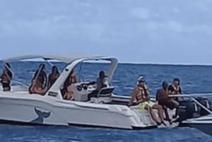 Delfinschwimmen für Naturliebhaber an der Westküste