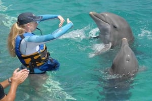 Delfinschwimmen für Naturliebhaber an der Westküste
