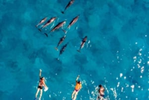 Nuota con i delfini sulla costa occidentale: un'esperienza per gli amanti della natura