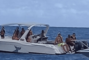 Nuota con i delfini sulla costa occidentale: un'esperienza per gli amanti della natura