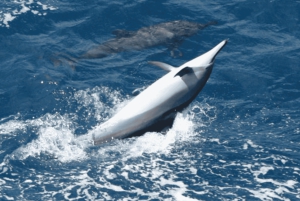 Nuota con i delfini sulla costa occidentale: un'esperienza per gli amanti della natura