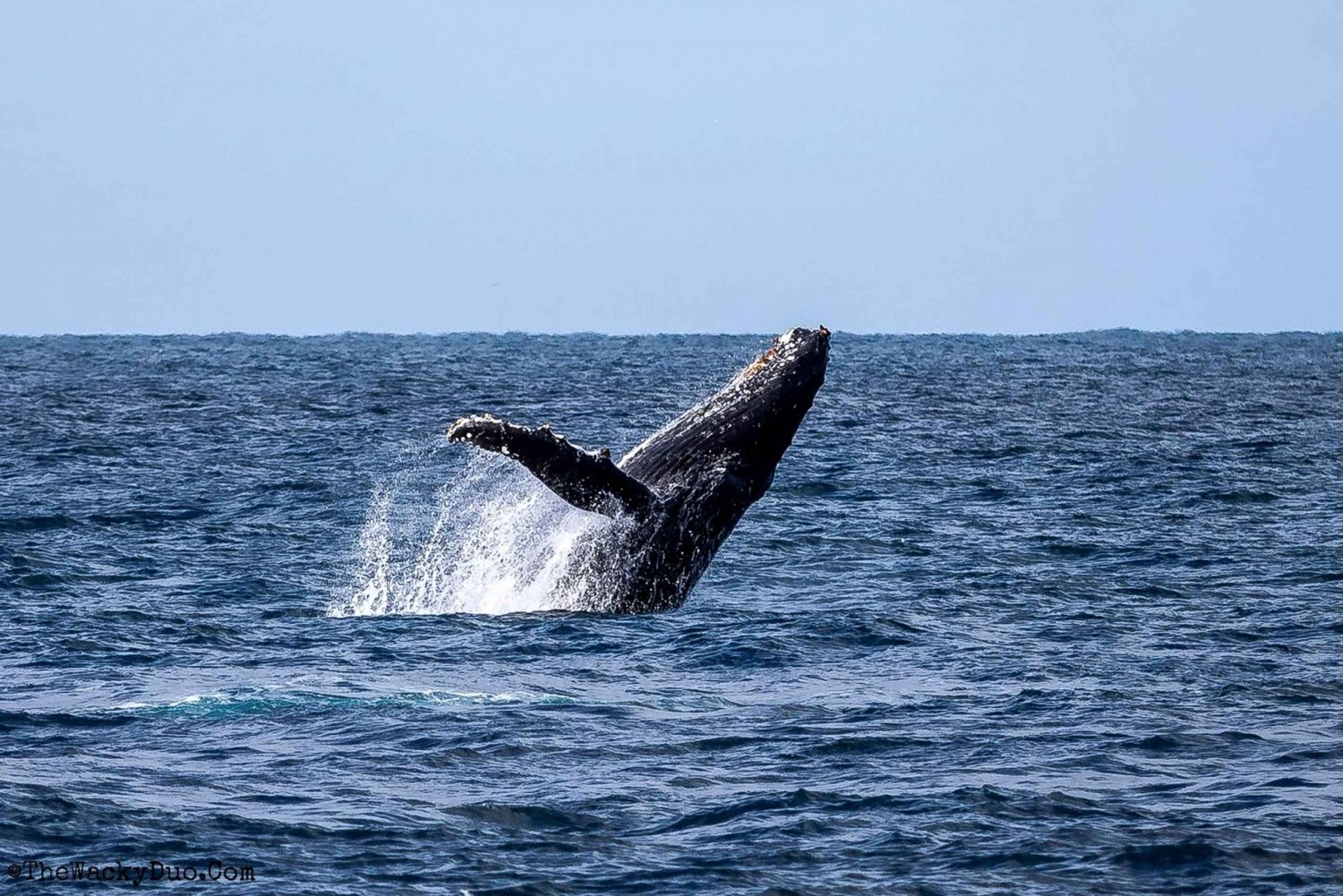 Dolphins & Whales, Private Tour Snorkeling