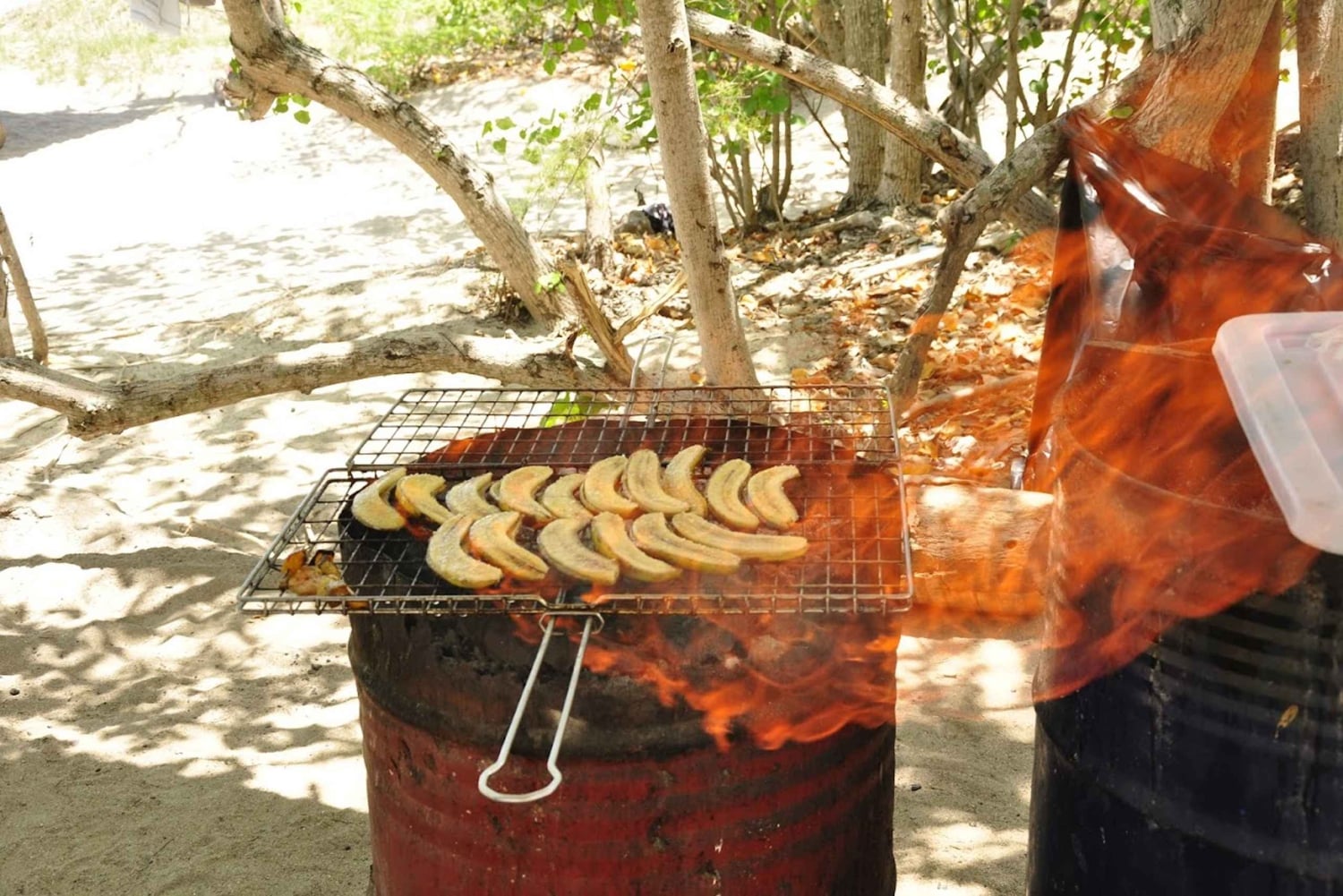 Delfines, ballenas, snorkel y almuerzo en la isla de Benitiers