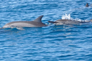 Dolphins, Whales, Snorkeling & Lunch on Benitiers Island