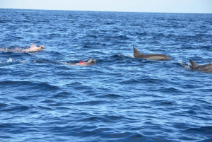Dolphins, Whales, Snorkeling & Lunch on Benitiers Island