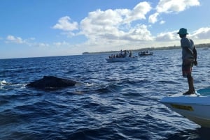 Delfiner, hvaler, snorkling og frokost på Benitiers Island