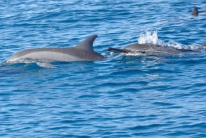 Delfiner, hvaler, snorkling og frokost på Benitiers Island