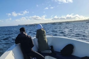 Delfiner, hvaler, snorkling og frokost på Benitiers Island