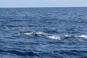 Delfiner, hvaler, snorkling og frokost på Benitiers Island